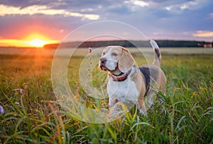 Beagle dog on a walk in the summe