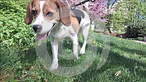 Beagle dog walking in the grass. A view from the dog's perspective. Dog walking in a lawn. Concept of love for dogs