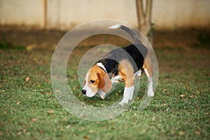 Beagle dog walking at lawn.