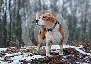 Beagle dog walking in the winter snowy forest