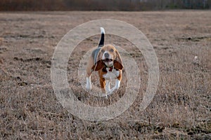 A beagle dog walks and barks on a field with last year`s grass on a sunny day