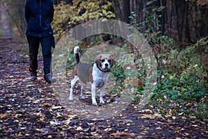 Beagle dog walks with the mistress in the autumn