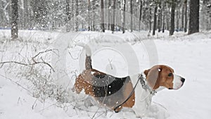 A beagle dog walks through a snowy winter forest. Outdoor walking. Mans best friend. Slow motion.