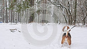 A beagle dog walks through a snowy winter forest. Outdoor walking. Mans best friend. Slow motion.