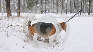 A beagle dog walks through a snowy winter forest. Outdoor walking. Mans best friend. Slow motion.