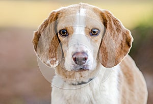 Beagle dog, Walton County Animal Shelter photo