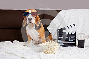 A beagle dog wearing 3D glasses is sitting on the sofa and watching a movie