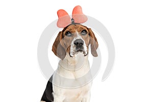 Beagle dog wearing a pink bow headband, looking away