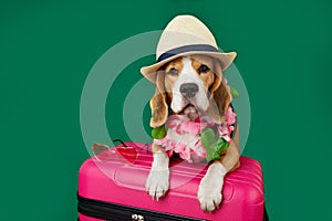 A beagle dog wearing sunglasses on a green isolated background.