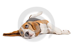 Beagle dog on white background