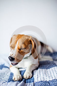 Beagle dog on white background at home on bed. beagle sneezes