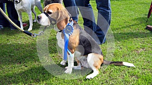 Beagle dog winning the second place in a dog show