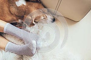 Beagle dog and woman relax together on comfortable sofa photo