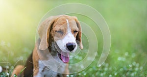 Beagle dog yawn while playing on the green grass outdoor in the