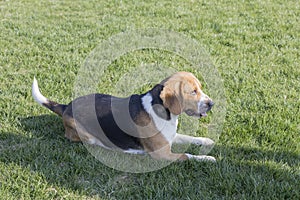 Beagle dogs