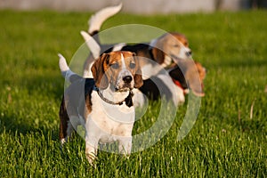 Beagle dogs