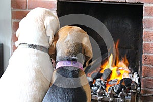 Beagle Dogs by Fire