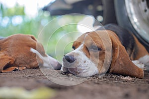 Beagle dogs lay on the ground after playing