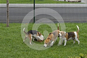 Beagle dogs play on a special lawn