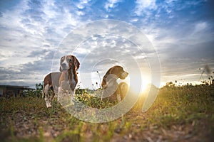 Beagle dogs playing on the green grass out door in the wild flower field,sunset silhouette,selective focus,.