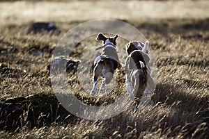 Beagle dogs running