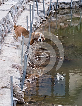 Beagle drink water