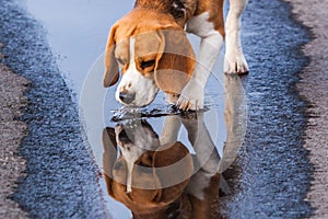 Beagle drinking from a puddle photo