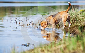 Beagle drinks water from the forest pond