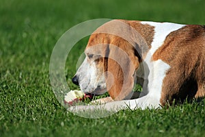 Beagle eats an apple photo