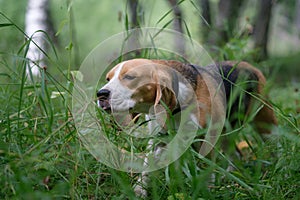 The Beagle eats the green grass in the forest