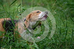 The Beagle eats the green grass in the forest