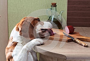 Beagle eats sausage from the table