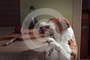 Kitchen pilferer and sausage