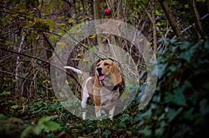 Beagle en el bosque olfateando