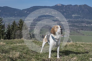 Beagle explored the trail in Gaissach