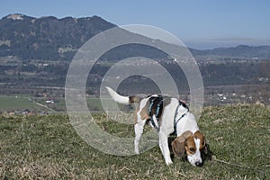 Beagle explored the trail in Gaissach