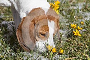 Beagle faces spring