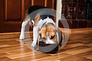 Beagle Feeding. Beagle puppy eating dog dry food from a bowl at home. Beagle Eat, Adult and Puppy Feeding Chart