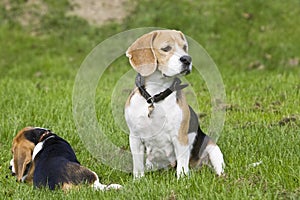 Beagle female with her puppy