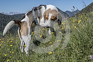 Beagle on a flowering mountain meadow