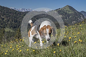 Beagle on a flowering mountain meadow