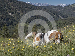 Beagle on a flowering mountain meadow