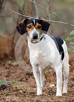 Beagle Fox Terrier mixed breed hunting dog