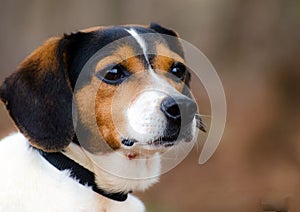 Beagle Fox Terrier mixed breed hunting dog