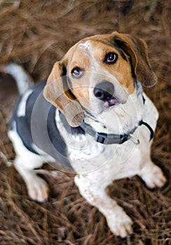 Beagle Foxhound Dog