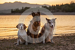 Beagle, German Shepherd and Border Collie sit on the beach at sunset. Obedient dogs posing. Outdoor photos of pets