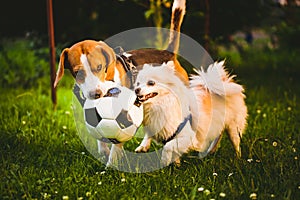 Beagle and german spitz klein playing together with football ball and running in green park garden