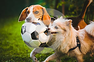 Beagle and german spitz klein playing together with football ball and running in green park garden