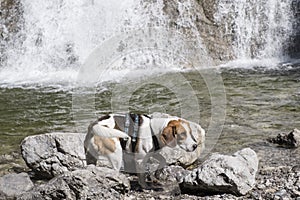 Beagle at the Glasbach waterfall