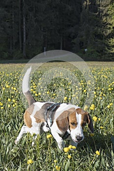 Beagle in globeflower meadow